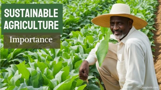 importance of sustainable agriculture